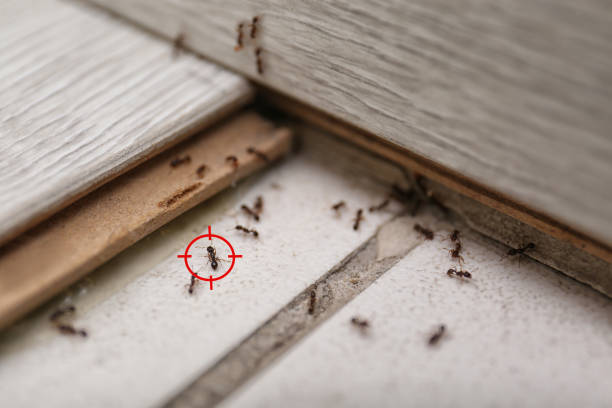 Best Mosquito Control Services  in Pleasant Hills, PA
