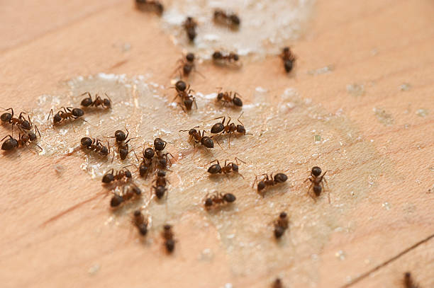 Best Commercial Pest Control Services  in Pleasant Hills, PA